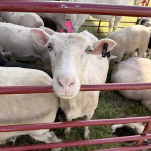 Sheep at the petting zoo during CFAC’s Flashback 5K and Family Fun Festival.